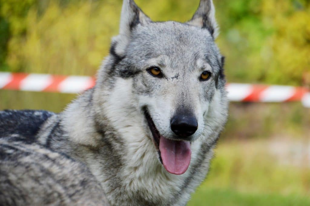 Chien loup