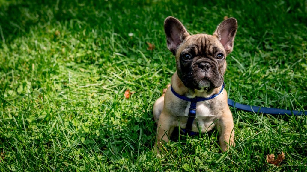 bouledogue français