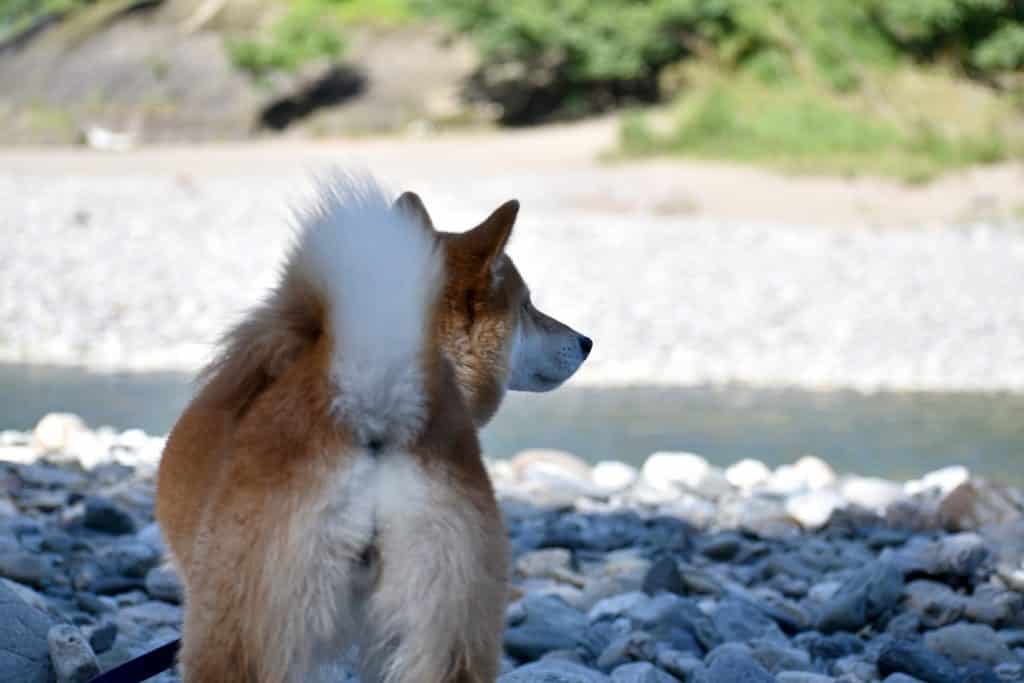 glandes anales du chien