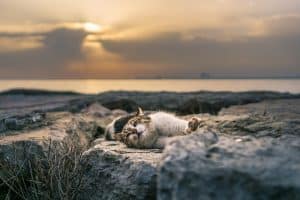 dépression du chat