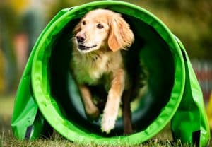 agility avec son chien