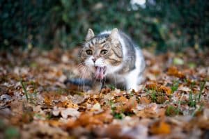 aliment toxique pour chat