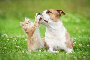 chat et chien