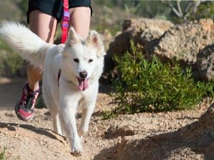 canicross avec son chien