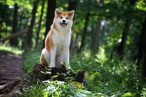 akita chien connu