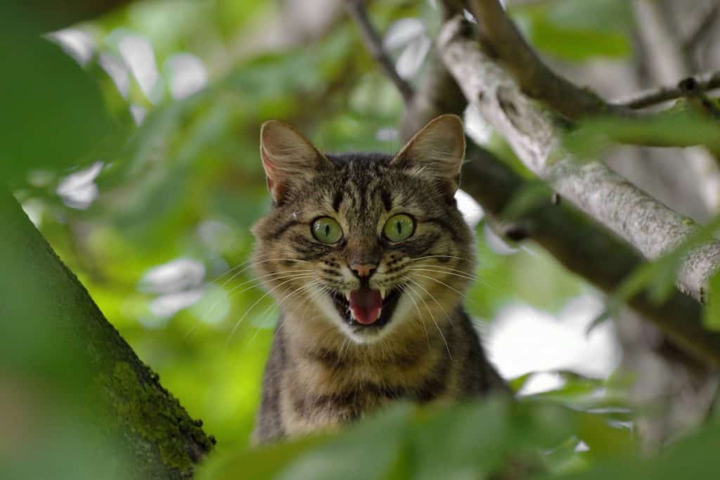 Chat agressif : que faire ?