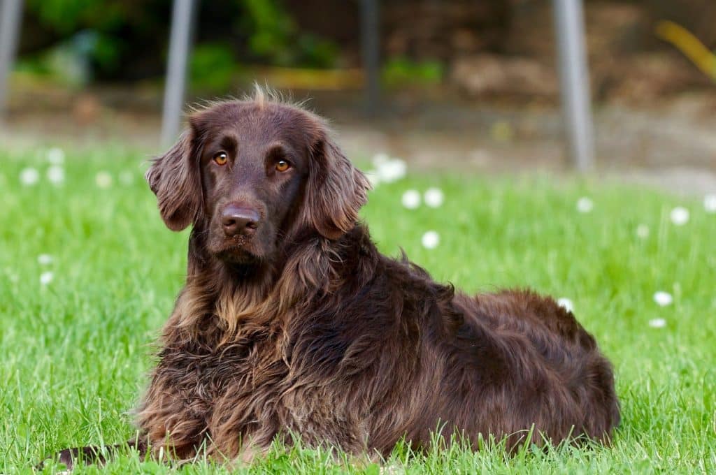 Prendre soin de mon chien agé