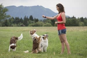 tour à apprendre à son chien