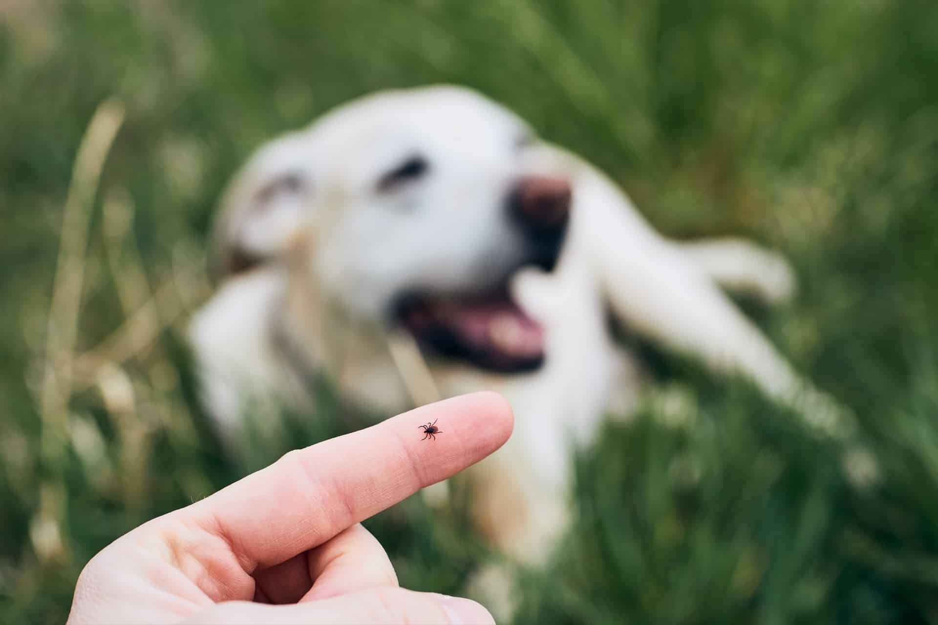 Protégez vos animaux des tiques grâce aux répulsifs naturels - Everland  Petfood