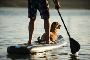 chien et sports insolites